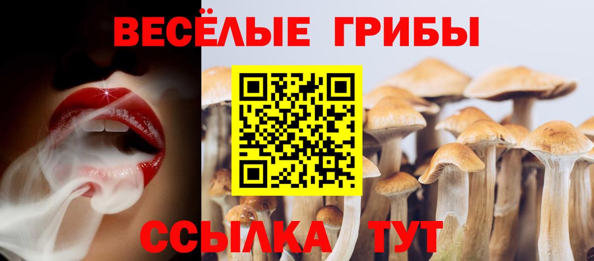 Псилоцибиновые грибы Cubensis Сергиев Посад